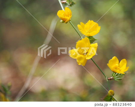 やまぶき やまぶき 88323640