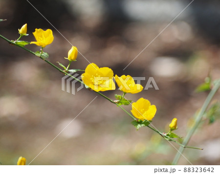 やまぶき やまぶき 88323642