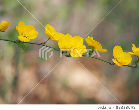 やまぶき やまぶき 88323645