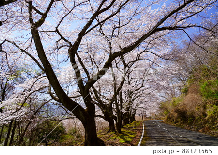 桜満開宣言の日の高円山ドライブウエイ 88323665