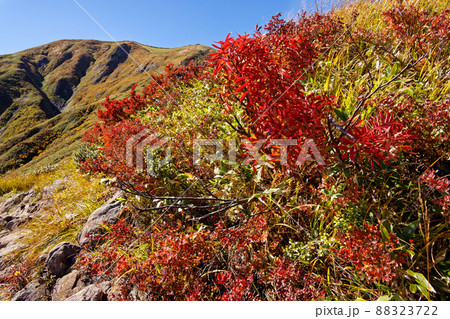 前駒の紅葉と越後駒ヶ岳山頂 88323722