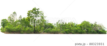 group green tree isolate on white background group green tree isolate on white background 88323931