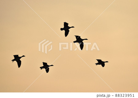 オレンジ色の夕焼けとマガンの群れ(北海道・宮島沼) オレンジ色の夕焼けとマガンの群れ(北海道・宮島沼) 88323951