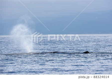 マッコウクジラの潮吹き(北海道・羅臼沖) マッコウクジラの潮吹き(北海道・羅臼沖) 88324014