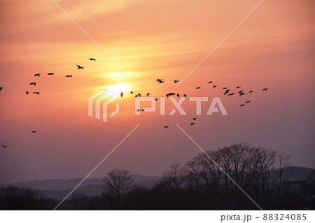 夕暮れにねぐらに戻るマガンと太陽(北海道・宮島沼) 夕暮れにねぐらに戻るマガンと太陽(北海道・宮島沼) 88324085