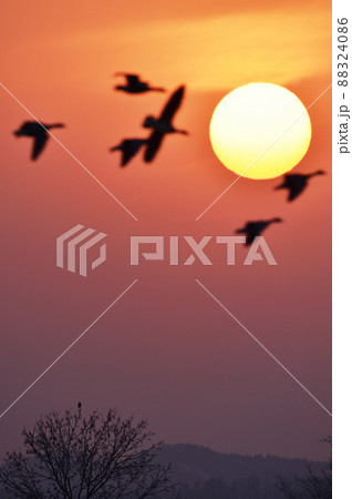 夕陽とマガン(北海道・宮島沼) 88324086