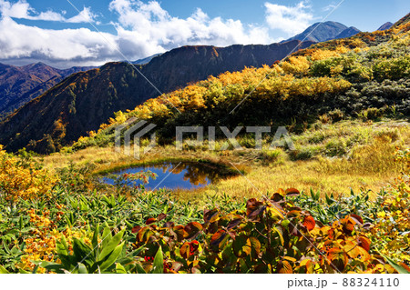 紅葉の越後駒ヶ岳・百草の池と中ノ岳遠望 88324110
