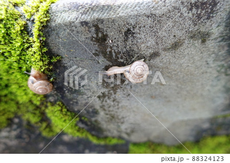 軟体動物 軟体 軟体動物 88324123