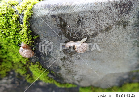 かたつむり カタツムリ 巻き貝 88324125