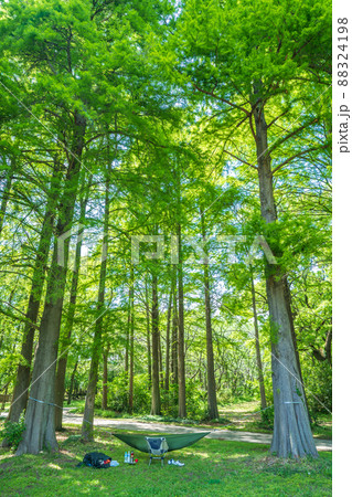 雑木林でハンモックを吊るす 雑木林でハンモックを吊るす 88324198