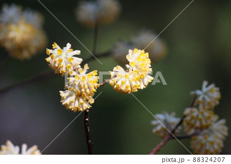 《厚木市七沢・不動尻》満開のミツマタの花 《厚木市七沢・不動尻》満開のミツマタの花 88324207