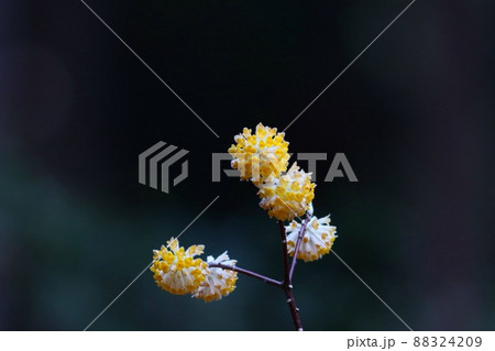 《厚木市七沢・不動尻》満開のミツマタの花 《厚木市七沢・不動尻》満開のミツマタの花 88324209