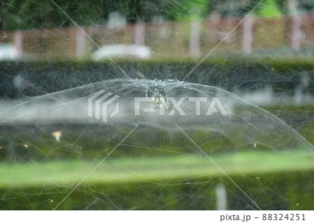 蜘蛛の巣 くものす クモの巣 88324251