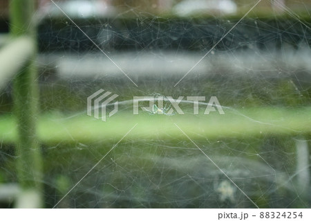 蜘蛛の巣 くものす クモの巣 88324254