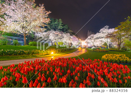 夜桜とチューリップ 夜桜とチューリップ 88324356