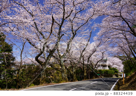 桜満開宣言の日の奈良奥山ドライブウエイ 桜満開宣言の日の奈良奥山ドライブウエイ 88324439
