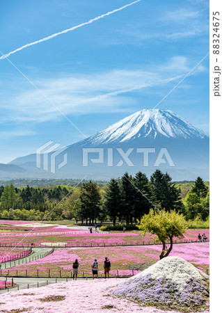 「山梨県」富士山と芝桜の美しい風景 「山梨県」富士山と芝桜の美しい風景 88324675