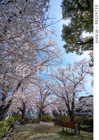 真間川の桜並木 市川市 真間川の桜並木 市川市 88324720