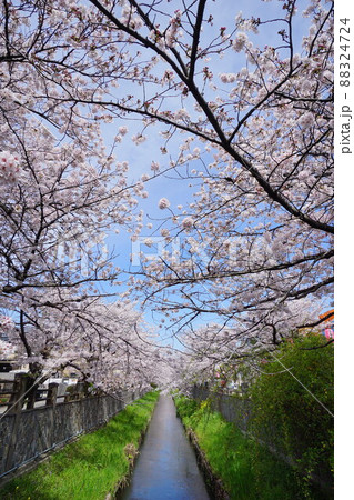 真間川の桜並木　市川市 88324724