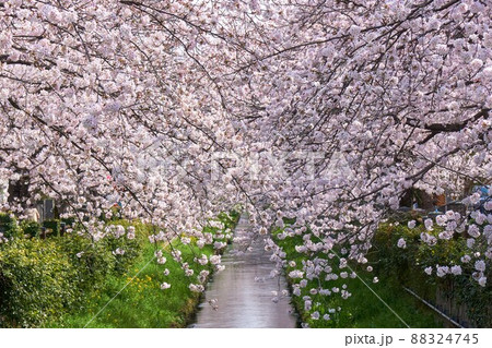 桜で埋まる真間川の桜並木 市川市 桜で埋まる真間川の桜並木 市川市 88324745