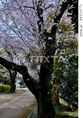 東京 玉川上水跡 桜並木の風景 東京 玉川上水跡 桜並木の風景 88324771