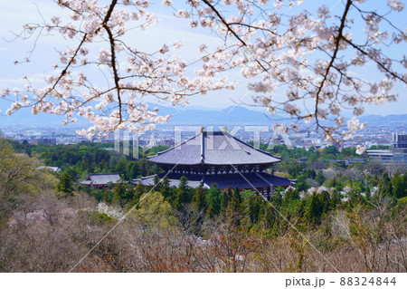 桜満開宣言の日の東大寺と興福寺五重塔 88324844