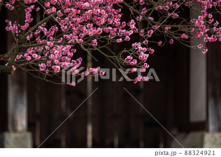 春 花 植物 88324921