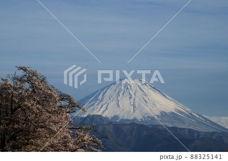 ため池 桜 富士山 ため池 桜 富士山 88325141