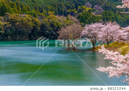 大台町 さくらの里公園 大台町 さくらの里公園 88325244