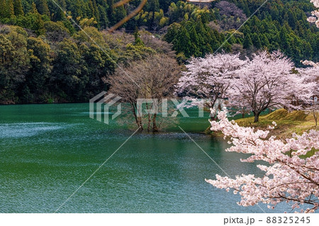 大台町 さくらの里公園 大台町 さくらの里公園 88325245