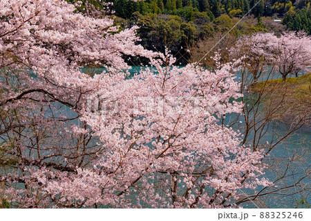 大台町　さくらの里公園 88325246