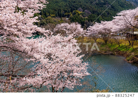 大台町　さくらの里公園 88325247