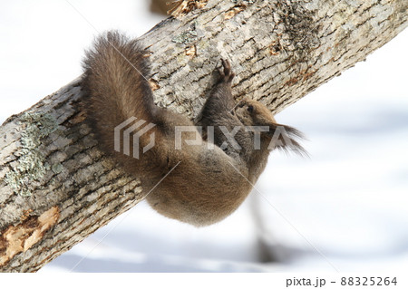 冬毛姿のエゾリス　蝦夷リス　北海道の野生動物 88325264