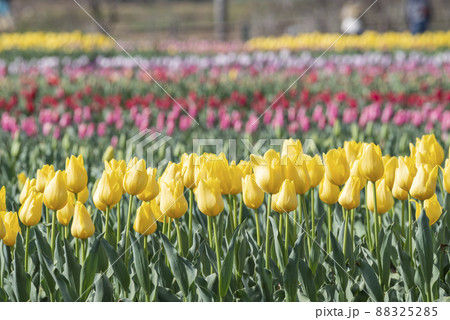 黄色い チューリップ 花 素材 イメージ 【神奈川県】 黄色い チューリップ 花 素材 イメージ 【神奈川県】 88325285