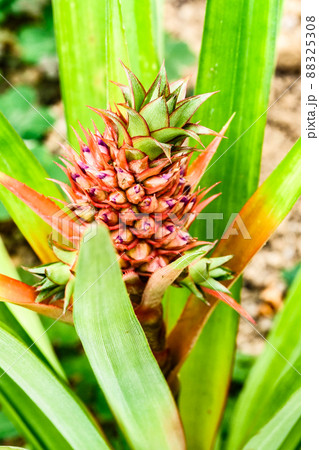 写真、熱帯植物の栽培の試みの試行錯誤　稲作に変わる作物パイナップルの花 88325308
