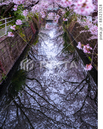 用水路と桜 88325328