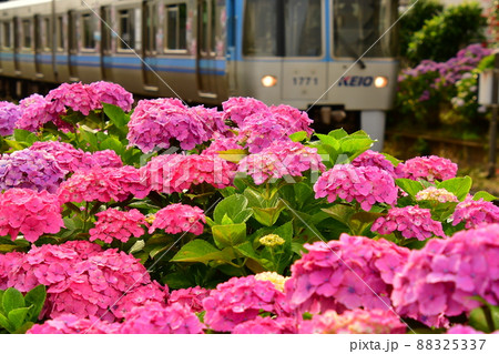 紫陽花と電車 紫陽花と電車 88325337