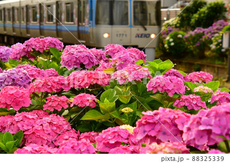 紫陽花と電車 88325339