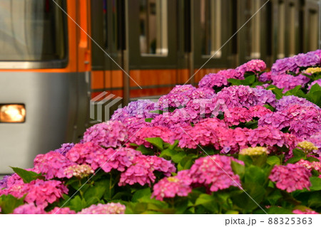 紫陽花と電車 88325363