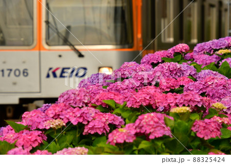 紫陽花と電車 紫陽花と電車 88325424