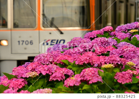紫陽花と電車 88325425
