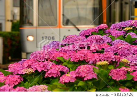 紫陽花と電車 88325426