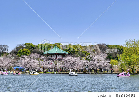 東京都　上野公園　ボート池　満開の桜 88325491