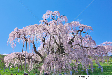 一本桜 - 三春滝桜（2012年） 88325577