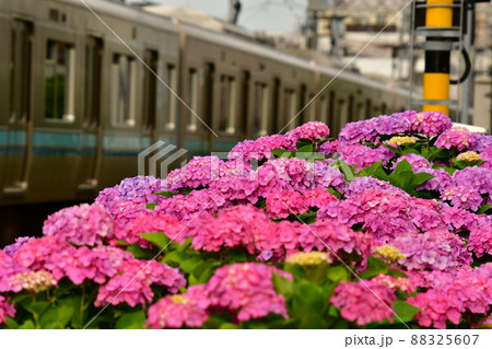 紫陽花と電車 88325607
