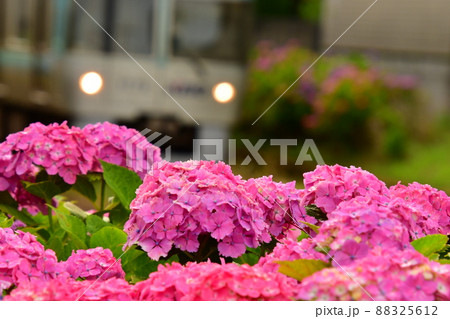 紫陽花と電車 紫陽花と電車 88325612