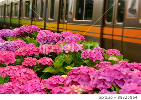 紫陽花と電車 88325964