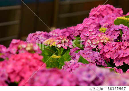 紫陽花と電車 88325967