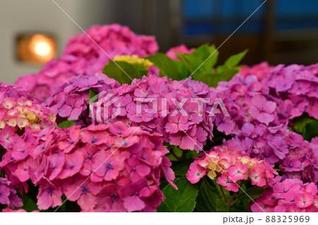 紫陽花と電車 88325969