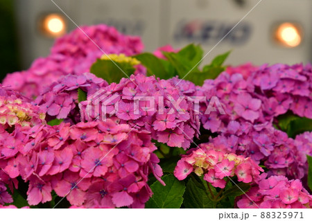 紫陽花と電車 88325971